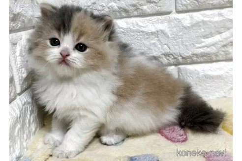 販売中の山梨県のスコティッシュフォールド-115529の5枚目