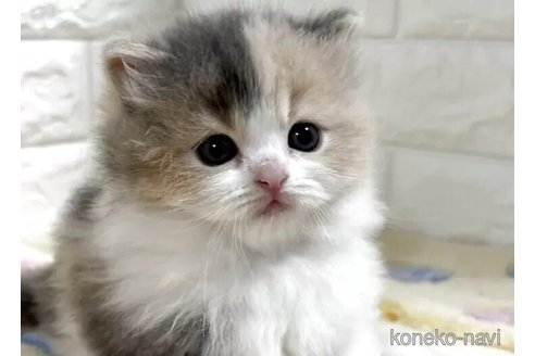 販売中の山梨県のスコティッシュフォールド-115529の6枚目