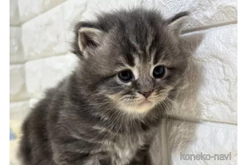 成約済の山梨県のサイベリアン-115531の2枚目