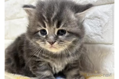成約済の山梨県のサイベリアン-115531の3枚目