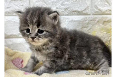 成約済の山梨県のサイベリアン-115534の6枚目
