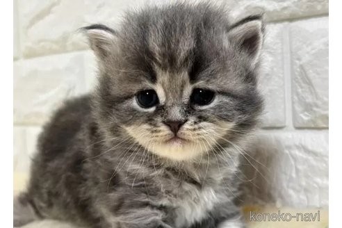 販売中の山梨県のサイベリアン-115534の2枚目