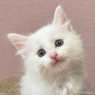 販売中の香川県のノルウェージャンフォレストキャット-114220