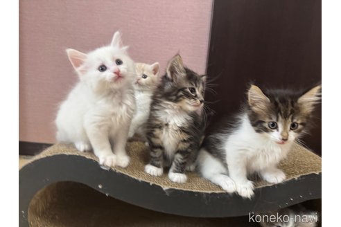 販売中の香川県のノルウェージャンフォレストキャット-114220の3枚目