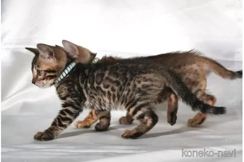 販売中の神奈川県のベンガル-115545の4枚目