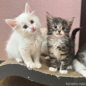 販売中の香川県のノルウェージャンフォレストキャット-114219の4枚目