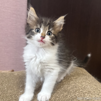 販売中の香川県のノルウェージャンフォレストキャット-114216の4枚目