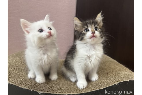 販売中の香川県のノルウェージャンフォレストキャット-114216の3枚目
