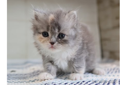 販売中の愛知県のスコティッシュフォールド-115556