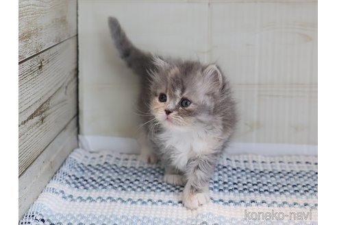 成約済の愛知県のスコティッシュフォールド-115556の2枚目