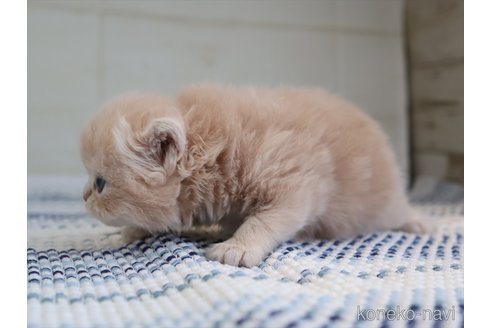 販売中の愛知県のミヌエット-115573の4枚目