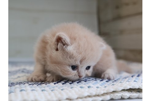 販売中の愛知県のミヌエット-115574の3枚目