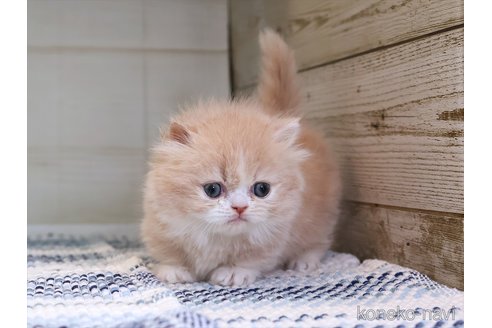 販売中の愛知県のミヌエット(短足)-115581の6枚目