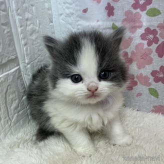 販売中の鳥取県のブリティッシュロングヘア-115586