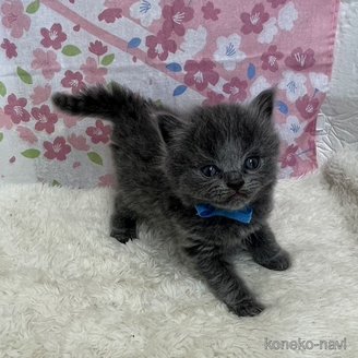 販売中の鳥取県のブリティッシュロングヘア-115587の1枚目