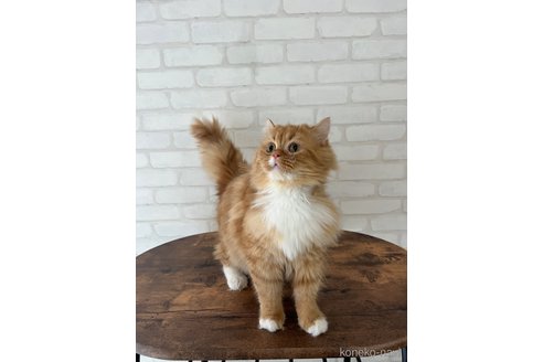 成約済の大阪府のマンチカン-98163の7枚目
