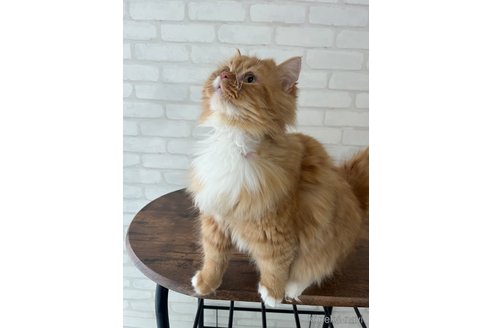 成約済の大阪府のマンチカン-98163の8枚目