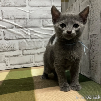 販売中の愛知県のロシアンブルー-114197