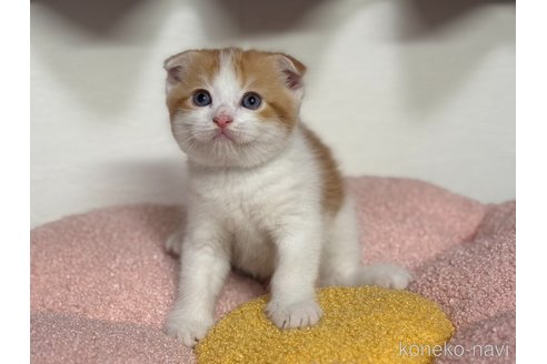 販売中の神奈川県のスコティッシュフォールド(折れ耳)-115589の9枚目