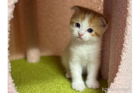 販売中の神奈川県のスコティッシュフォールド(折れ耳)-115589の6枚目