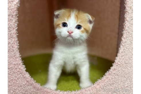販売中の神奈川県のスコティッシュフォールド(折れ耳)-115589の5枚目