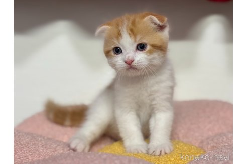 販売中の神奈川県のスコティッシュフォールド(折れ耳)-115589の4枚目