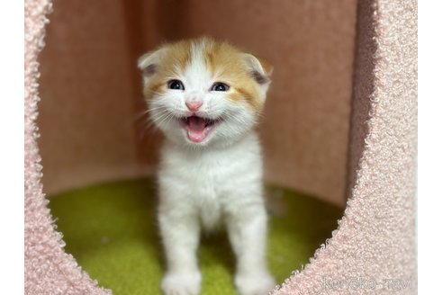 販売中の神奈川県のスコティッシュフォールド(折れ耳)-115589の3枚目