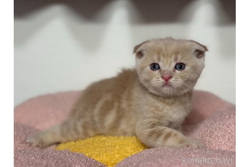 成約済の神奈川県のスコティッシュフォールド(折れ耳)-115590の10枚目