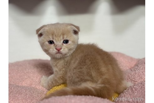 成約済の神奈川県のスコティッシュフォールド(折れ耳)-115590の7枚目