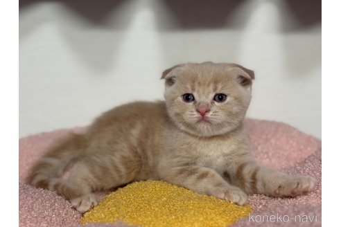 成約済の神奈川県のスコティッシュフォールド(折れ耳)-115590の6枚目