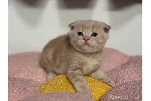 成約済の神奈川県のスコティッシュフォールド(折れ耳)-115590の5枚目
