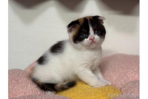 販売中の神奈川県のスコティッシュフォールド(折れ耳)-115594の6枚目