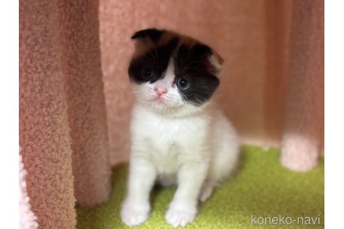 販売中の神奈川県のスコティッシュフォールド(折れ耳)-115594の4枚目