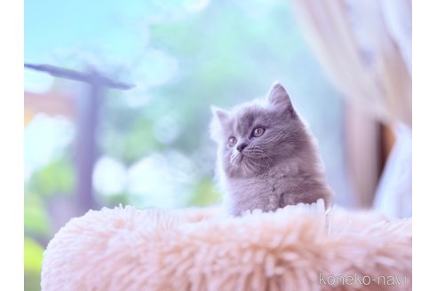 成約済の茨城県のサイベリアン-112471の3枚目
