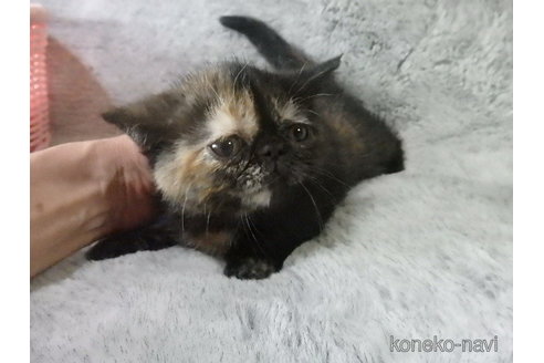 販売中の神奈川県のエキゾチックショートヘア-113828の22枚目