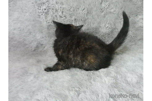 販売中の神奈川県のエキゾチックショートヘア-113828の21枚目