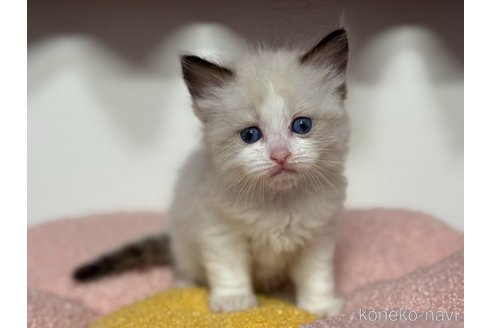 販売中の神奈川県のラグドール-115597の13枚目