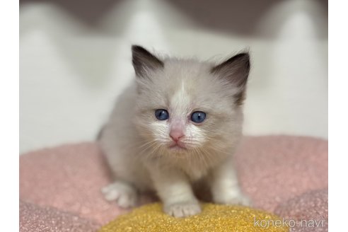 販売中の神奈川県のラグドール-115597の12枚目