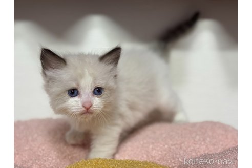 販売中の神奈川県のラグドール-115597の2枚目