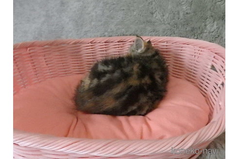 販売中の神奈川県のエキゾチックショートヘア-113826の17枚目