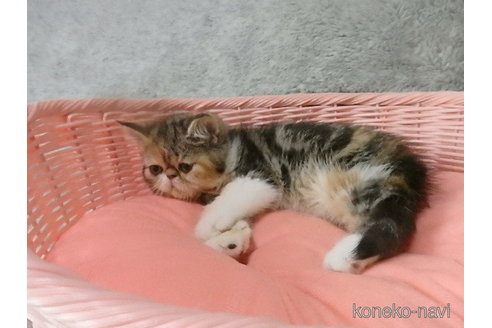 販売中の神奈川県のエキゾチックショートヘア-113826の16枚目