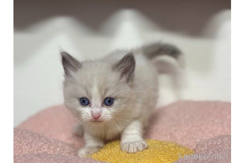 販売中の神奈川県のラグドール-115599の14枚目