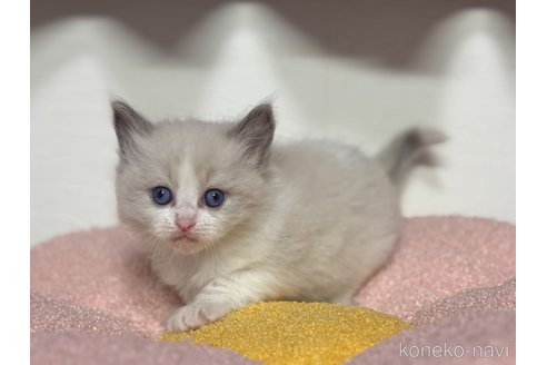 販売中の神奈川県のラグドール-115599の13枚目