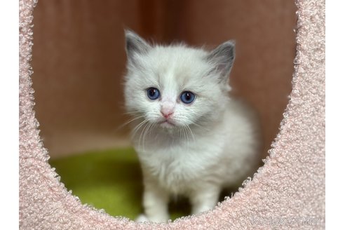 販売中の神奈川県のラグドール-115599の9枚目