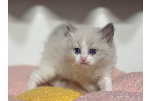 販売中の神奈川県のラグドール-115599の8枚目
