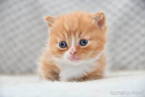販売中の宮城県のマンチカン(短足)-115598の3枚目