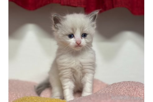 販売中の神奈川県のラグドール-115602の12枚目