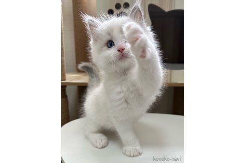 成約済の埼玉県のラグドール-113842の2枚目