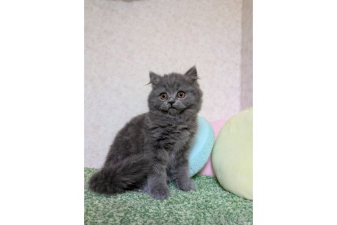 販売中の千葉県のミックス-115603の2枚目