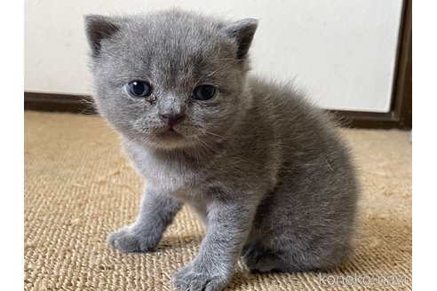 販売中の滋賀県のブリティッシュショートヘア-114577